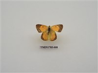 藏品(南非蝴蝶(一))的圖片